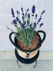 Hazel Shell Chips – Mulch Amendment Product – 1.5 CF – 30 lbs. (Hazelnut Shells)