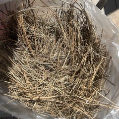 2 Pounds Pine Needles For Garden, Moisture Retention, Erosion Control, Crafts