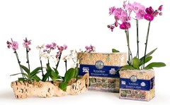 22325 Orchid Sphagnum Moss Dried, Natural, 1 Pound Mini Bale