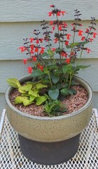 Hazel Shell Chips – Mulch Amendment Product – 10 lbs. (Hazelnut Shells)