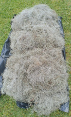 10 Pounds Fresh Louisiana Swamp LIVE SPANISH MOSS. Great For Mulch