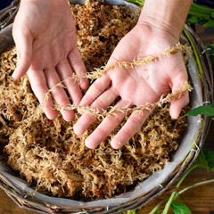 (22325) Orchid Sphagnum Moss Dried, Natural, 1 Pound Mini Bale