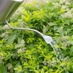 Stainless Steel Silver Colored Watering Can 1/2 Gallon Long Spout Watering Po…