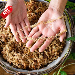 Orchid Sphagnum Moss Dried Natural 1LB Mini Bale Potting Reptile Plants – US