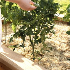 GardenStraw Mulch Box 2 cu ft 10 lb – All-Natural Sustainable Wheat Straw