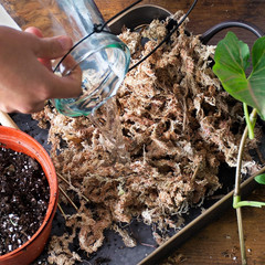 (22325) Orchid Sphagnum Moss Dried, Natural, 1 Pound Mini Bale