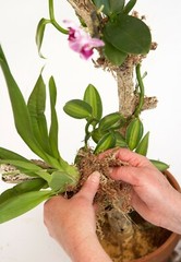 Sphagnum Orchid Grow Moss Organic Natural Premium grade 350 cu.in. FAST SHIP