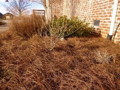 Long Needle Pine Straw Mulch 100 Sqft Coverage 1 Set Premium USA Harvested