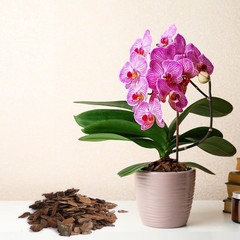 Omitgoter Orchid Bark 1qt, Natural Pine Mulch for