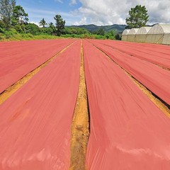 2Pack 3 Mil Embossed Mulch Garden Plastic Film, 4ft X 25ft 4ft X 25ft-2pcs Red