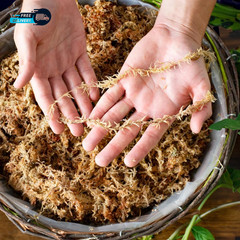 (22325) Orchid Sphagnum Moss Dried Natural 1 Pound Mini Bale