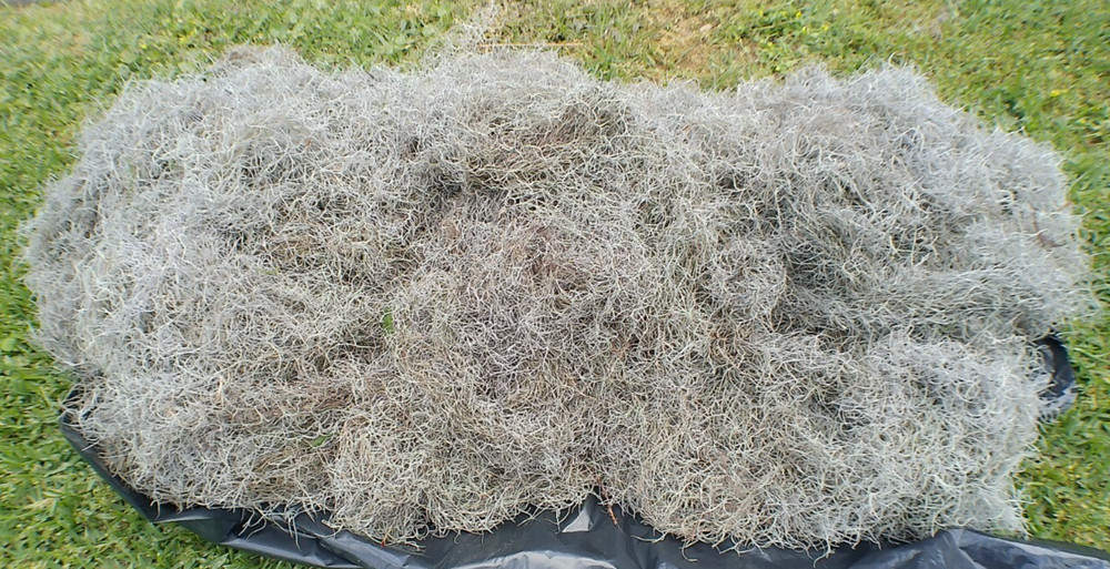 10 Pounds Fresh Louisiana Swamp LIVE SPANISH MOSS. Great For Mulch