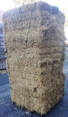 Sandbaggy Rice Straw Bales (Certified Weed Free) – 46″ x 15″ x 22″