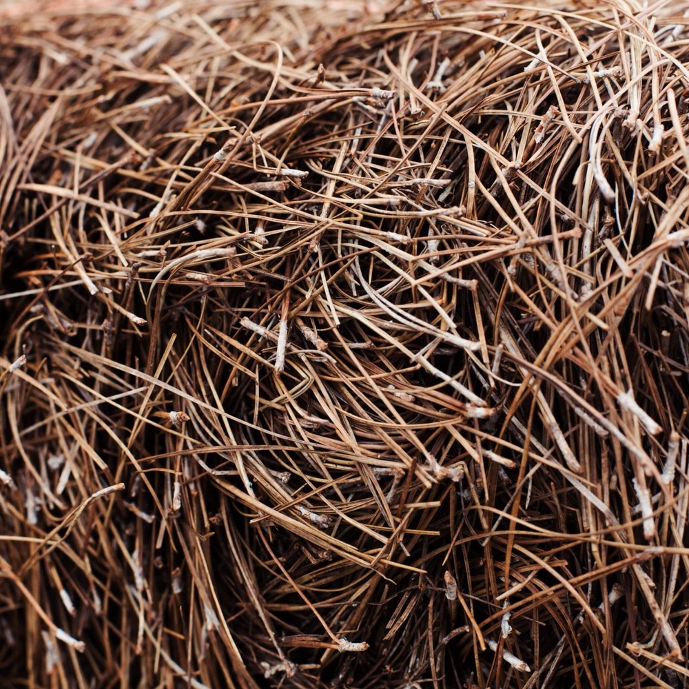 5 Pounds Pine Needles For Garden, Moisture Retention, Erosion Control, Crafts