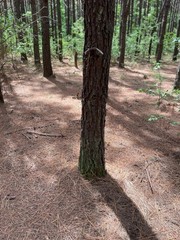 pine straw mulch (10 pound bags) harvested from the forest floors of Tennessee