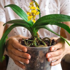 Omitgoter Orchid Bark 1qt, Natural Pine Mulch for