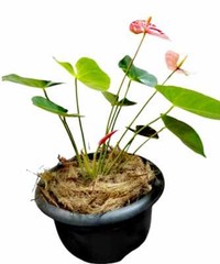 250g Coconut Husk Fiber Orchids Flowers Anthurium
