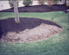 Black Forest Mulch Dye 32 Oz Refresh Old Mulch Safe For Plants Pets 2400 Sq Ft