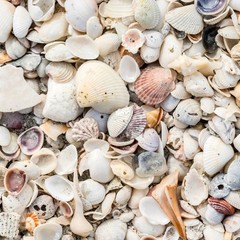 Natural Sea Shell Mulch – Decorative Coastal Shells for Garden, Pathway, Patio