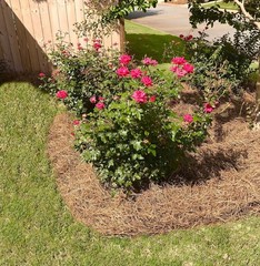 Long Needle Pine Straw Mulch 100 Sqft Coverage 1 Set Premium USA Harvested