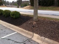 Black Forest Mulch Dye 32 Oz Refresh Old Mulch Safe For Plants Pets 2400 Sq Ft