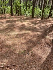 pine straw mulch (10 pound bags) harvested from the forest floors of Tennessee