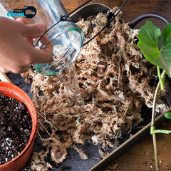(22325) Orchid Sphagnum Moss Dried Natural 1 Pound Mini Bale
