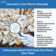 Natural Sea Shell Mulch – Decorative Coastal Shells for Garden, Pathway, Patio