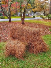 Long Leaf Pine Straw Bale, 1″ Depth Covers 70 Sq Ft