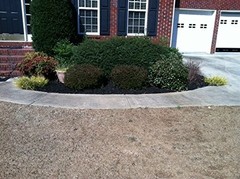 Black Forest Mulch Dye 32 Oz Refresh Old Mulch Safe For Plants Pets 2400 Sq Ft