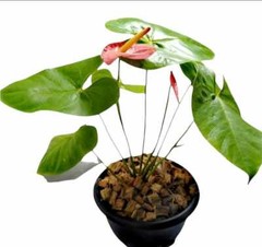500g Coconut Husk Chips Fiber Orchids Flowers, Anthurium