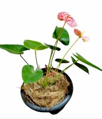 250g Coconut Husk Fiber Orchids Flowers Anthurium