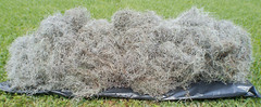 10 Pounds Fresh Louisiana Swamp LIVE SPANISH MOSS. Great For Mulch