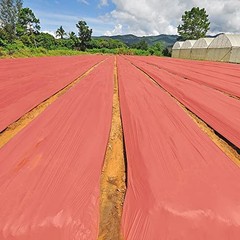 2Pack 3 Mil Embossed Mulch Garden Plastic Film, 4ft X 25ft 4ft X 25ft-2pcs Red