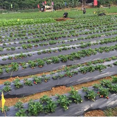 Agricultural Film Greenhouse Thickened Plastic Transparent Anti Fogging Dust