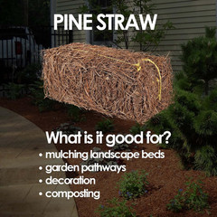 Long Leaf Pine Straw Bale for Mulch, Soil Amendment and Fall Decoration, 24.5″