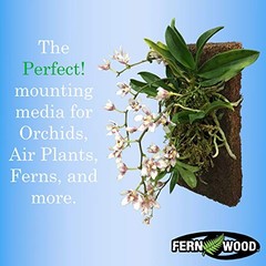 Tree Fern Orchid Mounting Board- Soft, Durable, and Fibrous | Regular 12x6x1