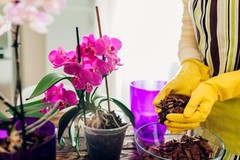 Sun Bulb 5011 Better-Gro Phalaenopsis Mix, 8 Quarts