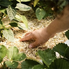 GardenStraw Boxed – Natural Mulch for Gardens & Grass, 2 cu ft, Plastic Free