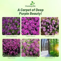 Oriental Nights Alyssum Seeds – 5000 Pcs Annual, Drought-Tolerant & 5000 Seeds