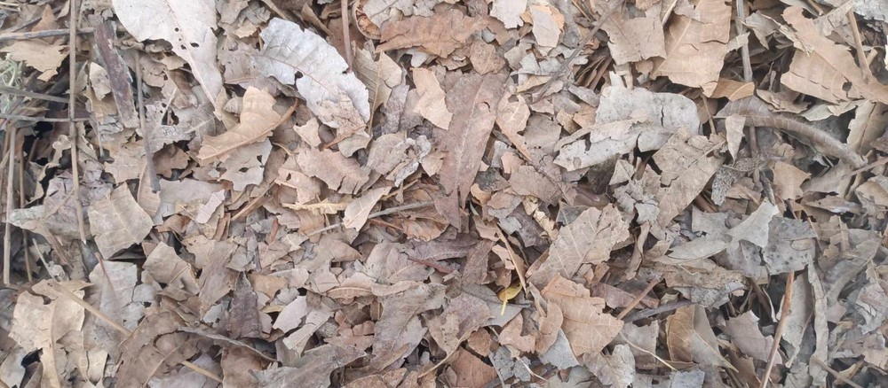 Dried pecan leaves FREE SHIPPING