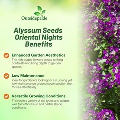 Oriental Nights Alyssum Seeds – 5000 Pcs Annual, Drought-Tolerant & 5000 Seeds