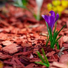 Premium Red Wood Mulch Organic Decorative Ground Cover for Garden & Landscape
