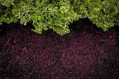 COLORBACK Brown Mulch Dye, 3,200 Square Feet 32 Fl Oz (1 quart),