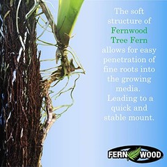 Tree Fern Orchid Mounting Board- Soft, Durable, and Fibrous | Regular 12x6x1