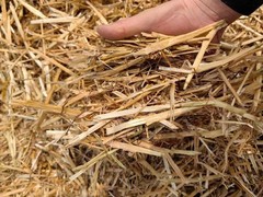 Kela Tipi Wheat Straw 100% Natural Soft Dry Straw Bale Grass Cover Garden Mulch