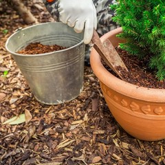 Premium Eucalyptus Wood Mulch Natural Pest Repellent for Gardens Pots Planters