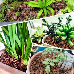 29qt Organic Orchid Potting Bark -Natural Mulch for Potted 29qt, Small
