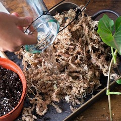 (22325) Orchid Sphagnum Moss Dried Natural 1 Pound Mini Bale