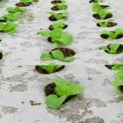 Home Holes Garden Film Agricultural Vegetable Plastic Plant Protect Fruit Props